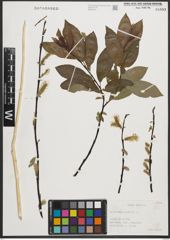 Foto von Salix phylicifolia L.